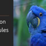 Python Modules